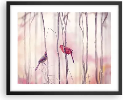 Produktbild von Gerahmtes Poster - Schwarzer Rahmen - Vögel Kardinal Scharlachrot - 50x40 cm - Wand Bild - Wanddeko - Wandbilder - Wandposter - Bilderrahmen - Bilder - Kunstdruck - Wandbild - P2BAA50x40-4256