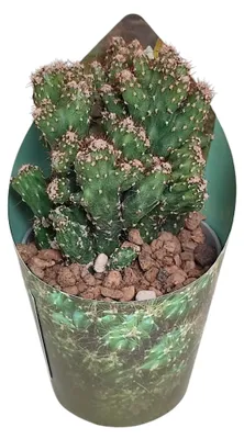 Immagine prodotto di Cereus peruvianus monstr. - Cactus di roccia - Rarità - Dimensioni del vaso: 6,5 cm - Altezza: 15 cm
