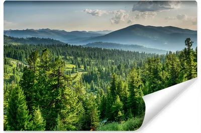 Produktbild von Muralo Vlies Fototapete WALD Bäume Berge Natur Landschaft 3D 90 cm x 60 cm