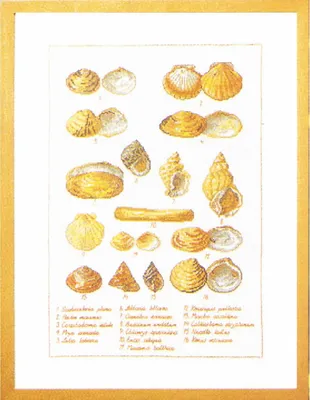 Image de Permin Kit de broderie au point de croix "Coquillage", motif à compter, 46x56cm, 70-6400