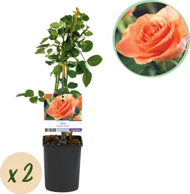 Zdjęcie produktu dla Róża pnąca - Rosa Orange Climber - Kwiat pomarańczowy - Niskie wymagania pielęgnacyjne - 2 rośliny - 30-40cm - Ø10cm - Roślina ogrodowa