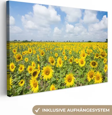 Zdjęcie produktu dla MuchoWow® - Obraz na płótnie - Słoneczniki - Kwiaty - Chmury - Natura - Żółty - Pejzaż, fototapeta, dekoracja ścienna, obrazy do salonu, 90x60cm