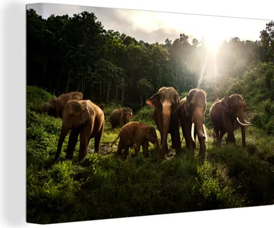 Produktbild von MuchoWow® - Leinwandbilder - Wald - Elefanten - Licht, Wandbild, Wanddeko Bilder Wohnzimmer, 120x80 cm