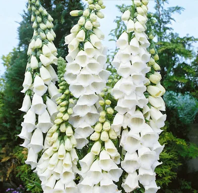 Produktbild von Digitalis purpurea 'Alba', Fingerhut, weiß, ca. 9x9 cm Topf