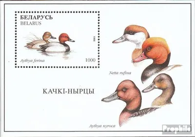 Produktbild von Briefmarken Weißrussland 1996 Mi Block12 (kompl.Ausg.) postfrisch Vögel