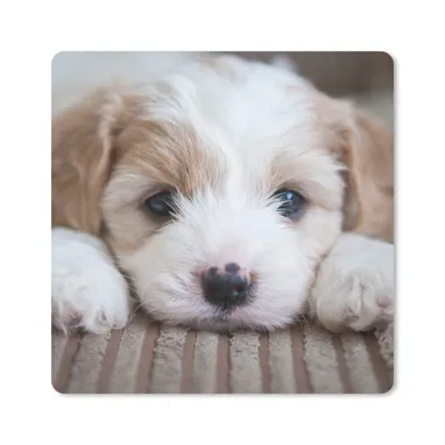 Produktbild von MuchoWow® Mauspad Mousepad Nahaufnahme eines Cavachon-Welpen 20x20 cm - Mousepads - Maus Mat - Pad - Mausunterlage - Desk Mat - Bureauartikeln
