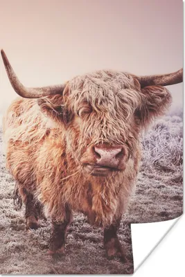 Produktbild von MuchoWow® Poster Schottische Highlander - Schnee - Sonne 40x60 cm - Plakate für die Wand - Poster Babyzimmer