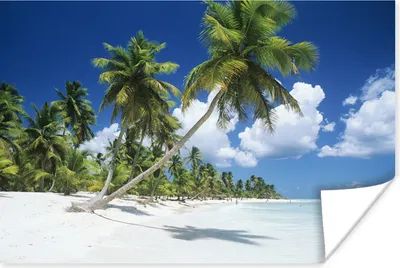 Produktbild von MuchoWow® Poster Strand - Palme - Tropisch 180x120 cm - Fotoplakat