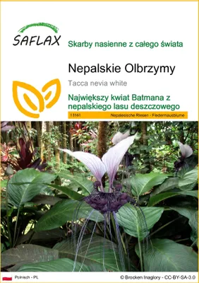 Zdjęcie produktu dla SAFLAX - Nepalskie Olbrzymy - 10 Nasiona - Tacca nevia white
