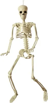 Obrázek produktu pro Halloweenská dekorace kostra 82 cm