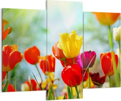 Produktbild von Bild auf Leinwand - Leinwandbild - Tulpe Blume Plantage Wiese - 130x100cm - Wand Bild - Wanddeko - Leinwanddruck - Bilder - Kunstdruck - Wanddekoration - Leinwand bilder - Wandkunst - CB130x100-2566