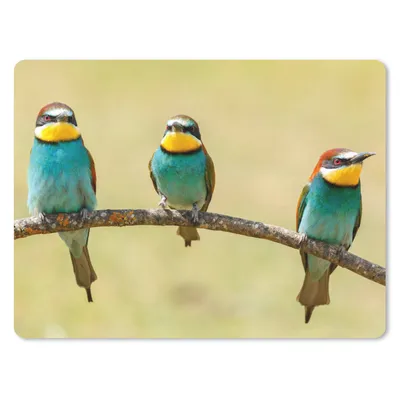Produktbild von MuchoWow® Mauspad Mousepad Vögel - Tiere - Bienenfresser 23x19 cm - Mousepads - Maus Mat - Pad - Mausunterlage - Schreibtischunterlage - Mauspad