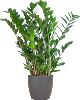 Produktbild von Zamioculcas Zamiifolia - Glücksfeder - Zimmerpflanze ↕80cm - Ø21cm + Topf Viber Grau