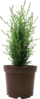 Produktbild von Juniperus communis 'Arnold', Wacholder, 30–40 cm