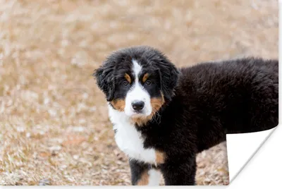 Produktbild von MuchoWow® Poster Berner Sennenhund Welpe am Morgen 120x80 cm - Bilder