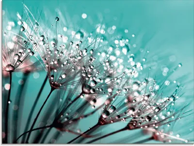 Produktbild von ARTland Glasbild Glitzernde Pusteblume I Größe: 60x45 cm