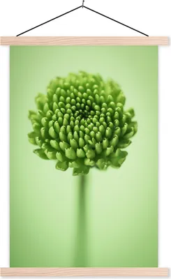 Produktbild von MuchoWow® Textilposter Grüne botanische Chrysanthemenblüte mit unscharfem Hintergrund 40x60 cm mit holzfarbenen Rahmen - Poster