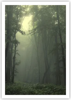 Produktbild von Poster - Poster ohne Rahmen - Wald Nebel Baum - 70x100 cm - Wand Bild - Wanddeko - Wandbilder - Kunstposter - Wandposter - Bilder - Kunstdruck - Wanddekoration - Wandbild - P2XPA70x100-3543