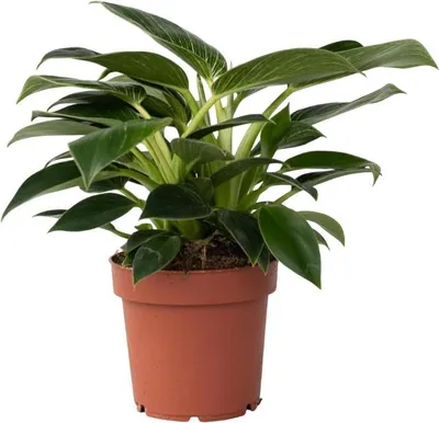 Zdjęcie produktu dla Filodendron - Philodendron 'White Wave' - Wysokość 25-40cm - ⌀12cm