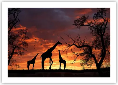 Produktbild von Poster - Poster ohne Rahmen - Giraffe Afrika Sonne Safari - 70x50 cm - Wand Bild - Wanddeko - Wandbilder - Kunstposter - Wandposter - Bilder - Kunstdruck - Wanddekoration - Wandbild - P2XAA70x50-0507