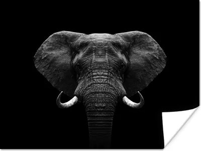 Produktbild von MuchoWow® Poster Tiere - Elefant - Porträt - Schwarz - Weiß 120x90 cm - Wandbild