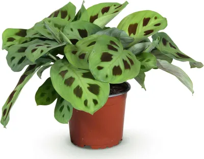 Obrázek produktu pro Maranta Fascinator Kerchoveana – zebrovka, pokojová rostlina vhodná pro domácnosti s domácími mazlíčky
