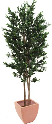 Obrázok produktu pre EUROPALMS Olivovník s plodmi, 2-kmenný, umelý, 250 cm (82506418)