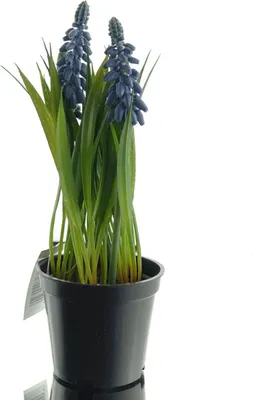 Produktbild von DEKO® FLORALE Traubenhyazinthen in schwarzem Pflanztopf - Kunstblumen