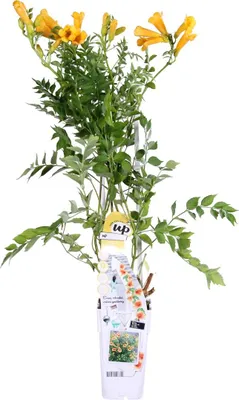 Produktbild von Bloomique - Campsis Radicans Flava - Trompetenblume - Gelb - Kletterpflanzen - Gartenpflanzen - Winterhart - 50-70 cm Hoch - Topf 15 cm