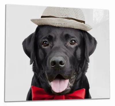 Produktbild von Wallario Herdabdeckplatte aus Glas, Größe 60 x 52 cm 1-teilig, Motiv Schwarzer Labrador Retriever mit roter Fliege und Mütze