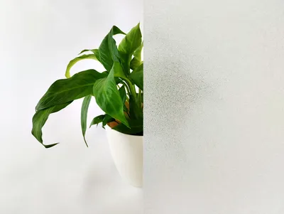 A potted plant is placed next to a frosted glass surface.