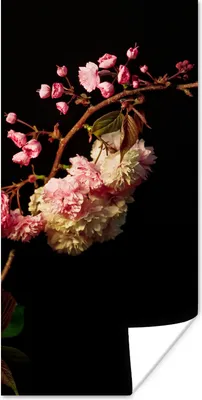 Produktbild von MuchoWow® Poster Eine Kirschblüte vor schwarzem Hintergrund 20x40 cm - Plakat - Foto