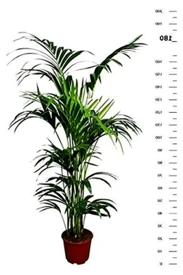 Produktbild von Kentia Palme 180-190 cm Howea forsteriana