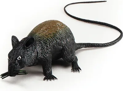 Immagine prodotto di Bristol Novelty Squeaky Rat BN1694 (taglia unica) (nero/marrone)