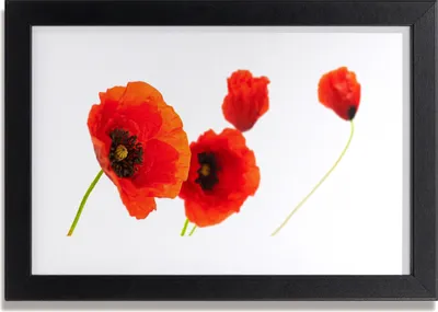 Produktbild von Bild 30x20 MDF-Rahmen Wandkunst Blumen Pflanzen