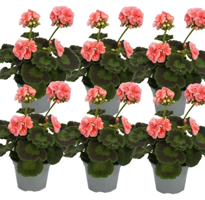 Produktbild von Geranien stehend - Pelargonium zonale - 12cm Topf - Set mit 6 Pflanzen - rosa