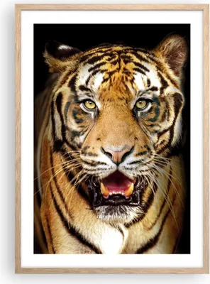 Produktbild von Gerahmtes Poster - Rahmen in heller Eiche - tiger tier - 50x70 cm - Wand Bild - Wanddeko - Wandbilder - Kunstposter - Wandposter - Bilderrahmen - Bilder - Kunstdruck - Wandbild - P2NPA50x70-4103