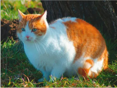 Produktbild von ARTland Wandbild Alu für Innen & Outdoor Entspannte Katze Größe: 40x30 cm