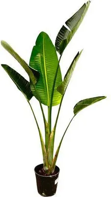 Zdjęcie produktu dla Drzewo Strelitzia – Strelitzia Augusta – Biały ptak rajski – Roślina doniczkowa – 180 cm – Ø30 cm – Tropikalna roślina zielona do salonu i biura