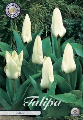 Artikelbild 2 von 'Tulpe Concerto (10 Stück)' aus der Kategorie Tulpenzwiebeln