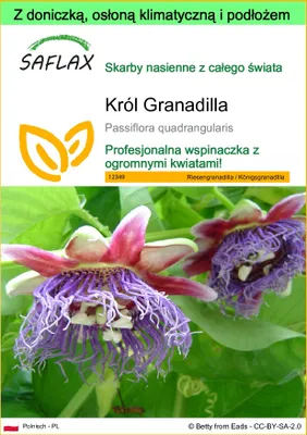 Zdjęcie produktu dla SAFLAX - Garden to go - Król Granadilla - 12 Nasiona - Z doniczką, pokrywą klimatyczną i podłożem do uprawy - Passiflora quadrangularis