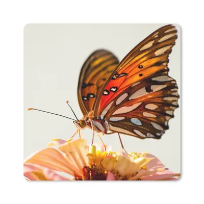 Produktbild von MuchoWow® Mauspad Mousepad Schmetterling - Orange - Blume - Insekten 20x20 cm - Mousepads - Maus Mat - Pad - Mausunterlage - Desk Mat - Bureauartikeln