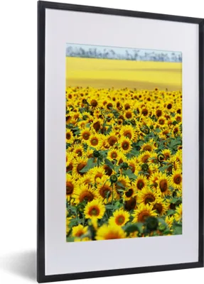 Produktbild von MuchoWow® Gerahmtes Poster Sonnenblume - Blumen - Natur 40x60 cm - Poster mit Schwarzem Bilderrahmen Wandposter Rahmen Foto Bilder - Poster in Rahmen