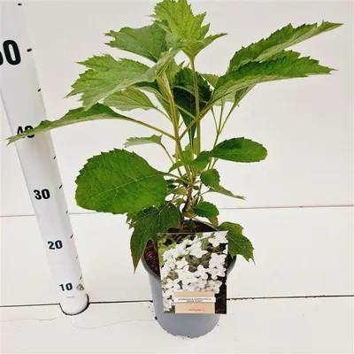 Immagine prodotto di Hydrangea quercifolia 'Snow Giant' - Ortensia | 30-40 cm in vaso
