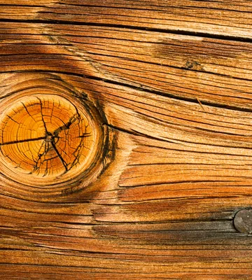 Produktbild von Fototapete - Wood Knot 225x250cm - Vliestapete