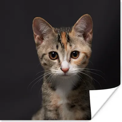 Produktbild von MuchoWow® Poster Katze - Schwarz - Porträt 30x30 cm