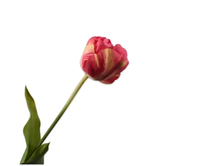 Produktbild von Silk-ka Kunstblume - Seidenblume Tulpenstiel Lila-Rosa 66 cm