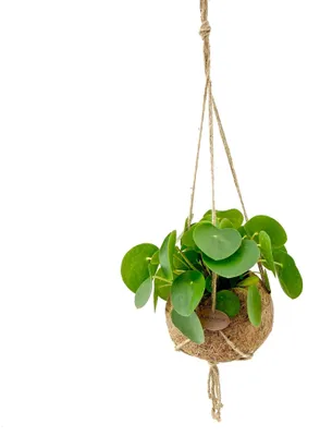 Produktbild von Kokodama Pilea peperomioides (L)