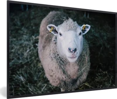 Produktbild von MuchoWow® Gerahmtes Poster Schafe - Tiere - Rinder 90x60 cm - Poster mit Schwarzem Bilderrahmen Wandposter Rahmen Foto Bilder - Fotorahmen - Foto-Plakat