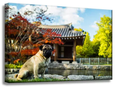 Produktbild von Leinwanddruck „Tier“, Mops, 60 x 40 cm